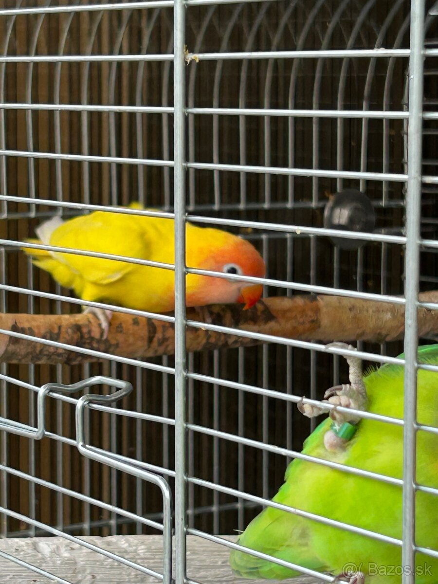 Agapornis Hnedohlavý - 2