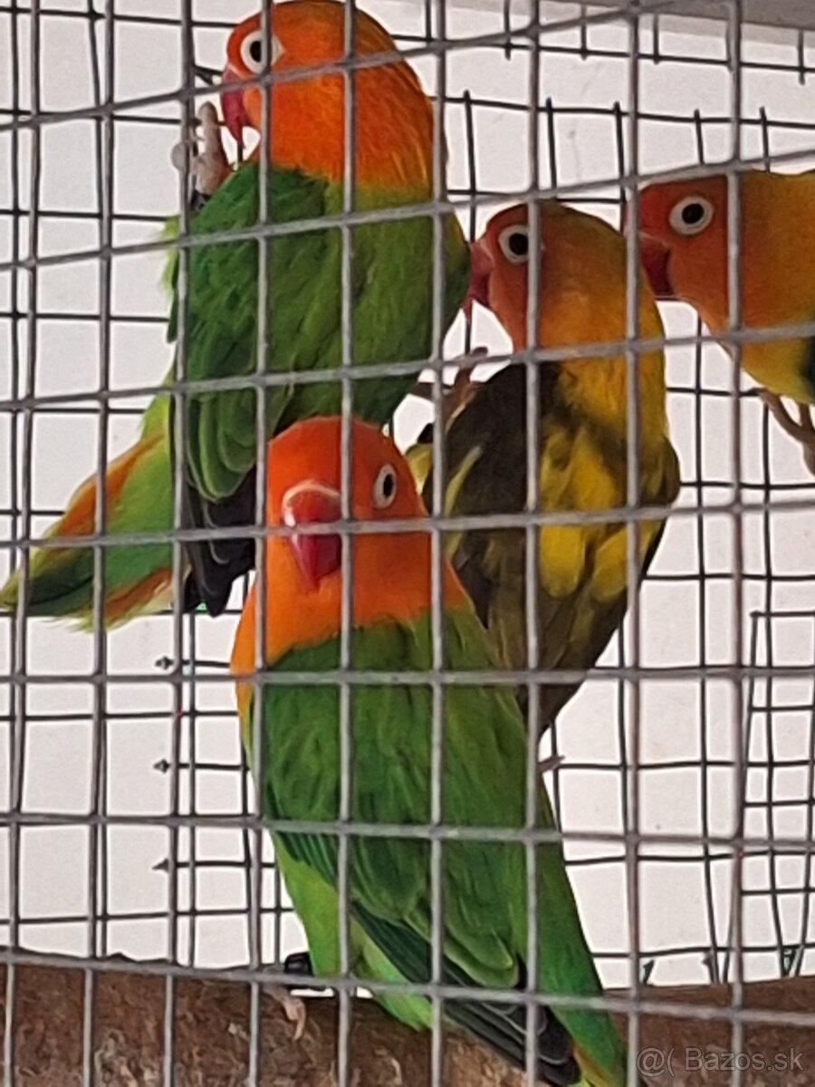 Agapornis fischer - 2