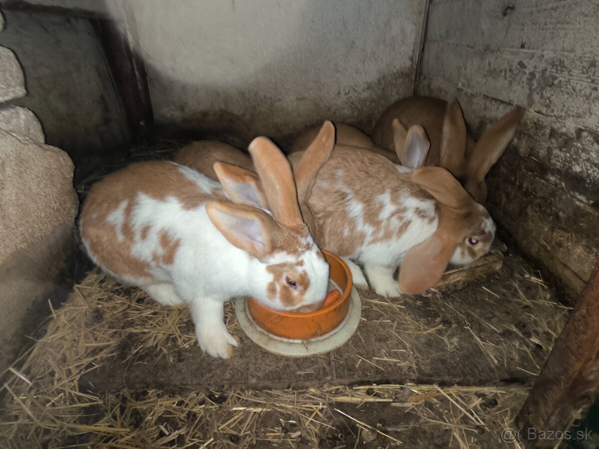 Predám chovné zajace - 2