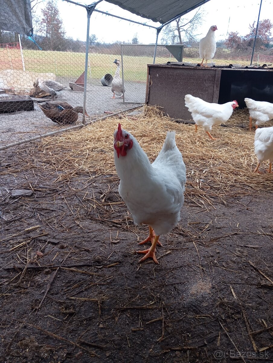 Kohúty plymutka biela , amrox - 2