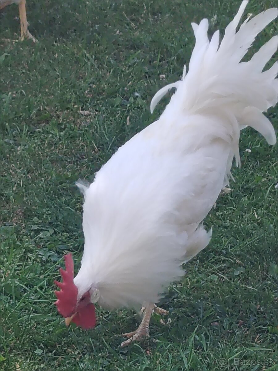 Nasadove vajíčka-Lenghorn - 2