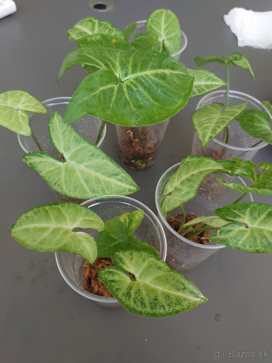 Syngonium Arrow - 2