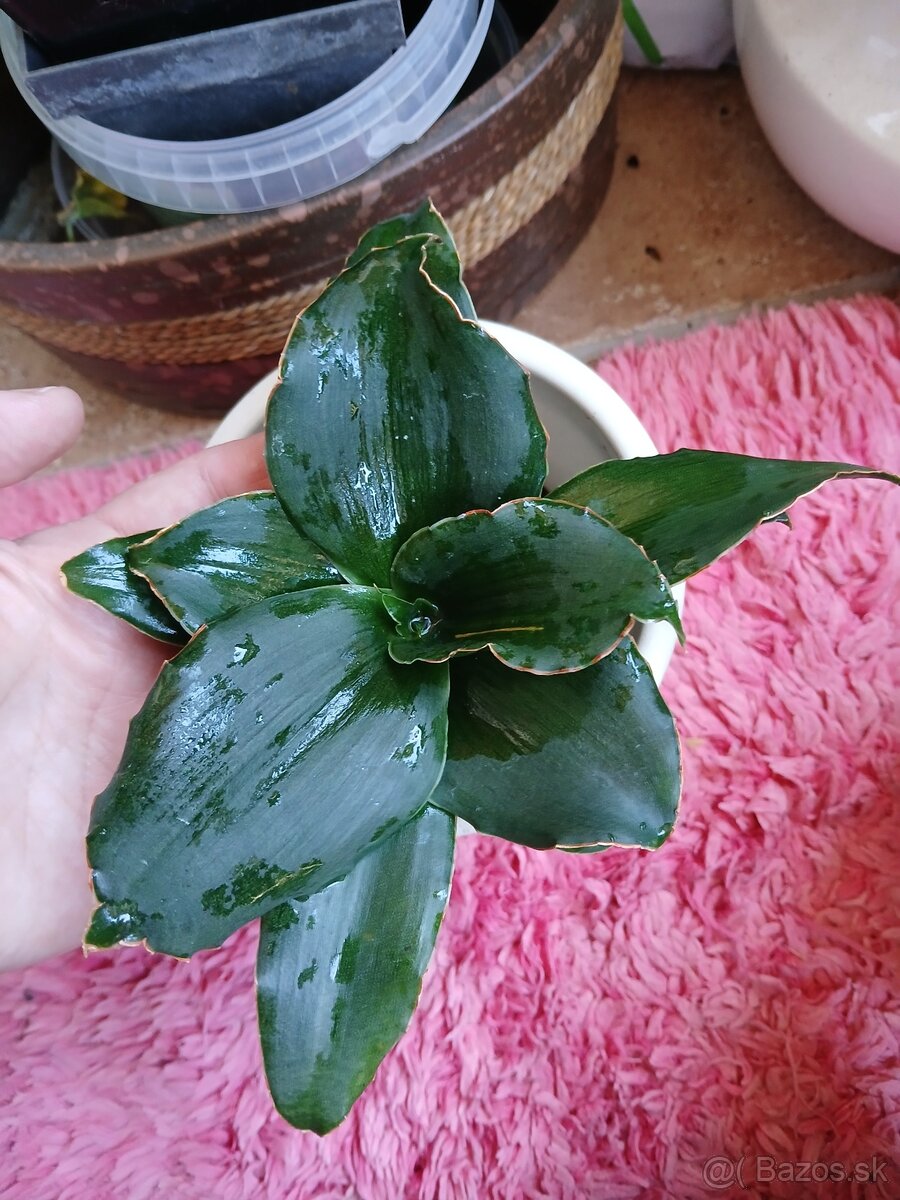 Sansevieria Star Rose - 2