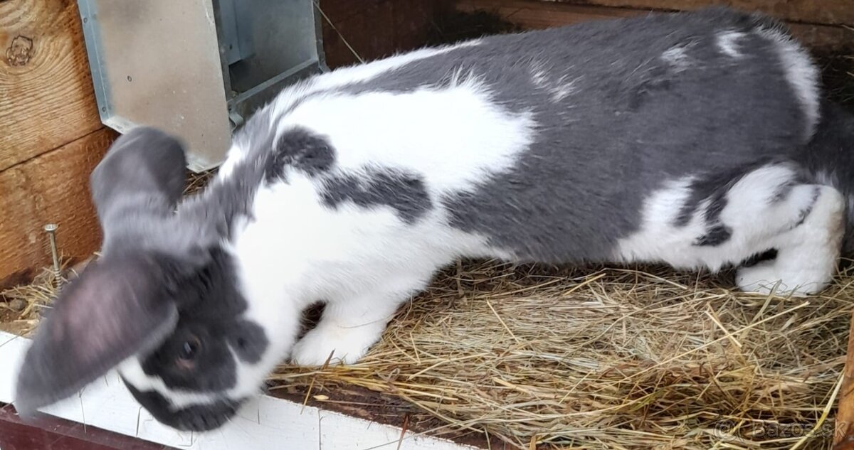 Predám samca NOSxFB - 2