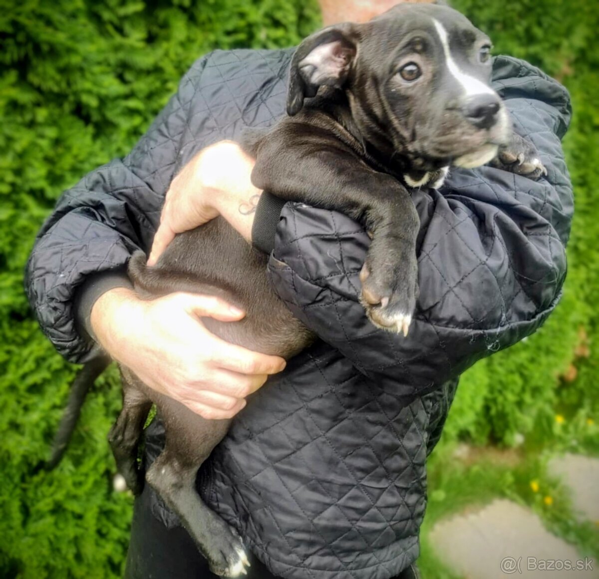 J&K bullys "ponúkame na predaj American bully XL - 2