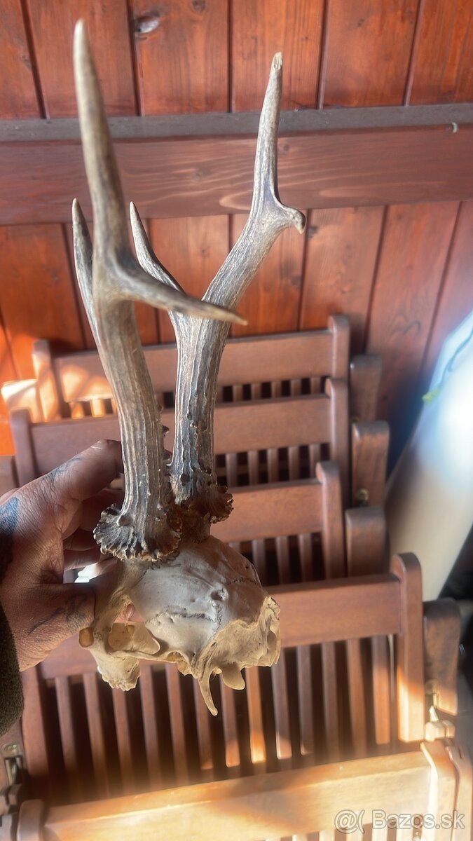 Trofej ,srnec ,parohy ,parozie ,zhody - 2