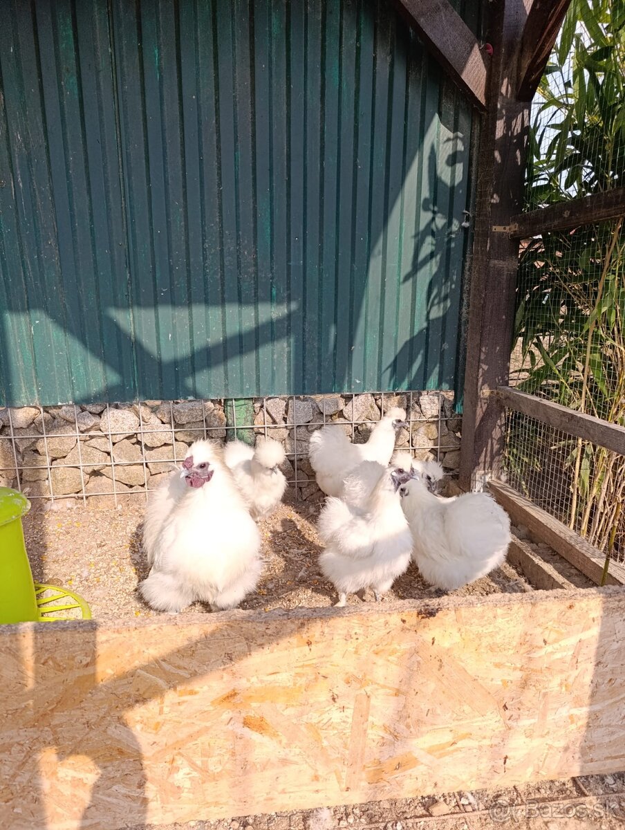 Hodvábnička biela zdrobnená - 2