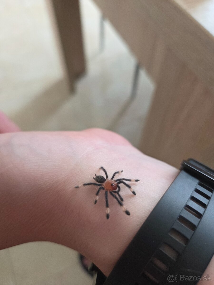 Psalmopoeus Irminia mláďatá 2.zvl - 2