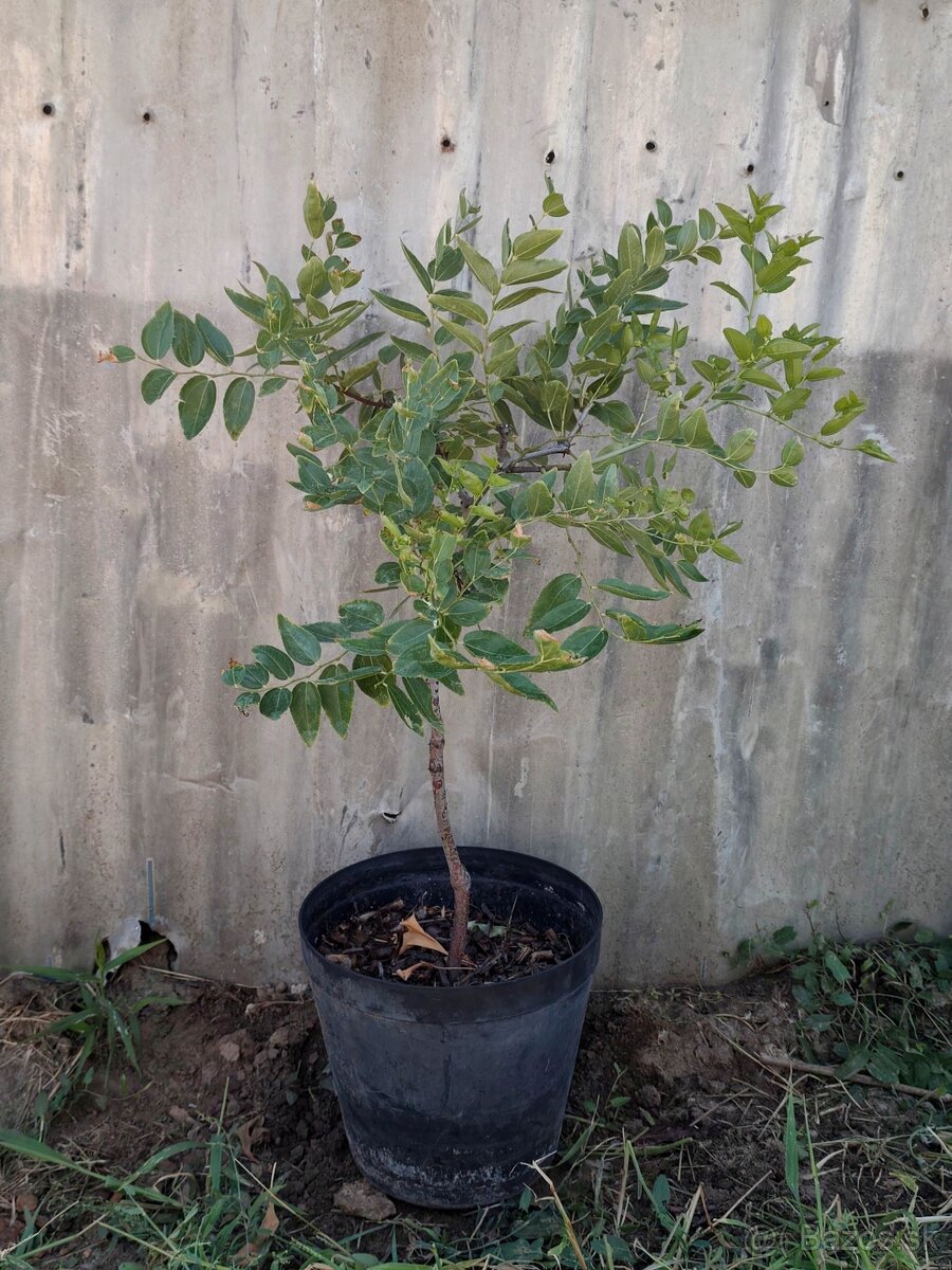 Jujuba ziziphus - 2