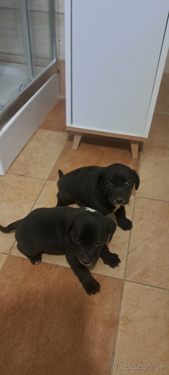 Weimar, weimarsky stavač... - 2