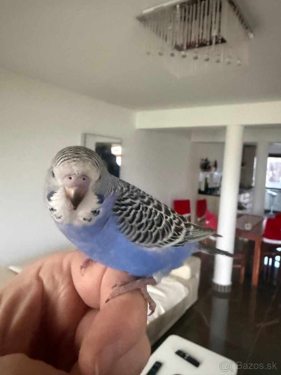 Andulky Maznačikovia krotke - 2