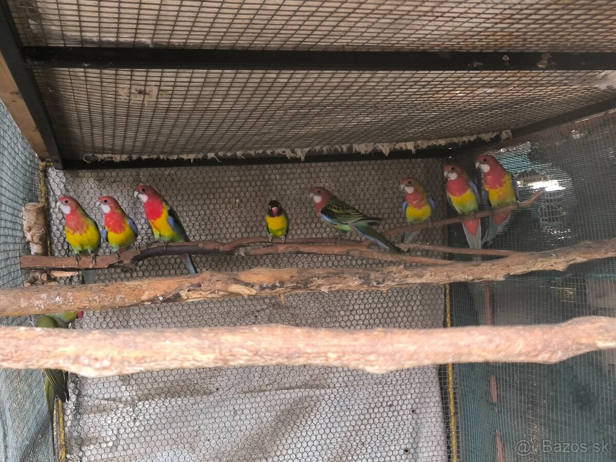 Predám rozely pestré - 2