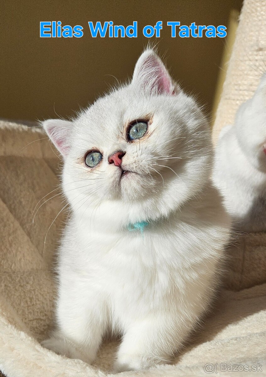 Britská krátkosrstá - 2