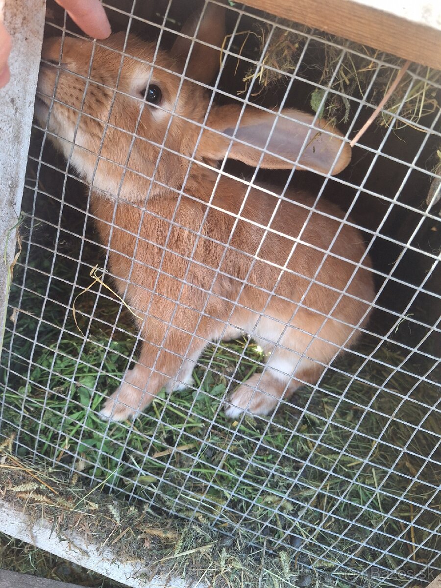 Predám králika - 2