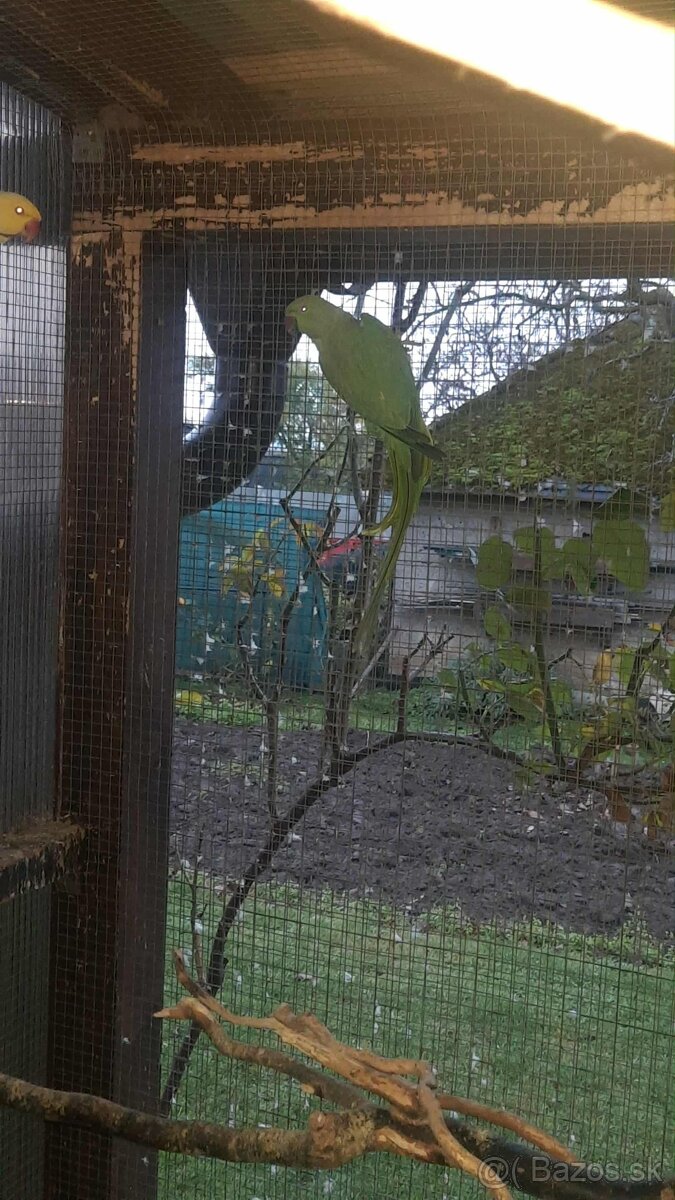 Párik alexandrov malých - 2