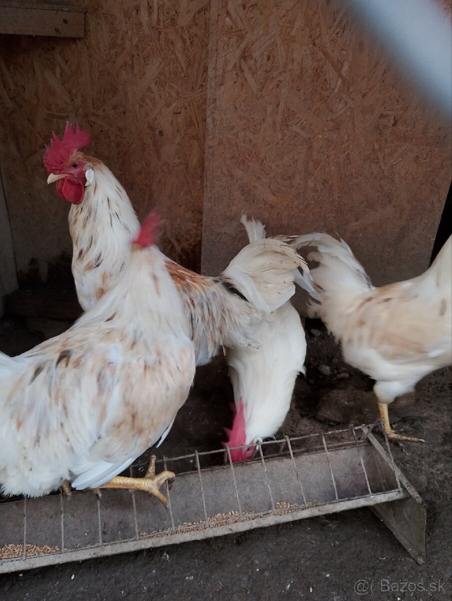 Predám kohuta - 2