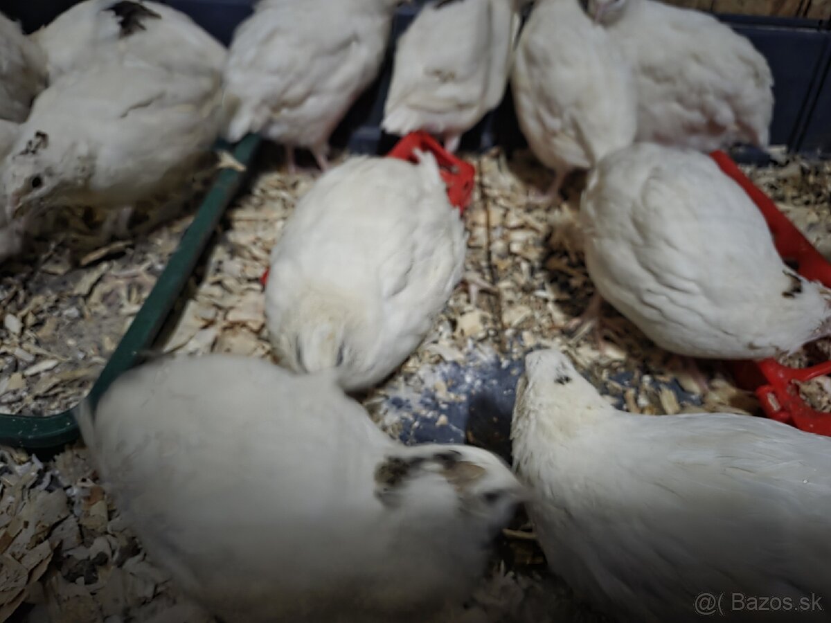 Kohúty prepelice Texas - 2