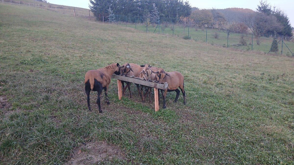 Kamerunské Ovce - 2