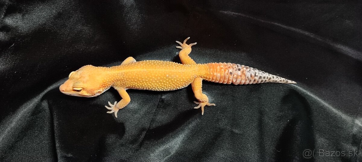 Gekončík nočný - 2