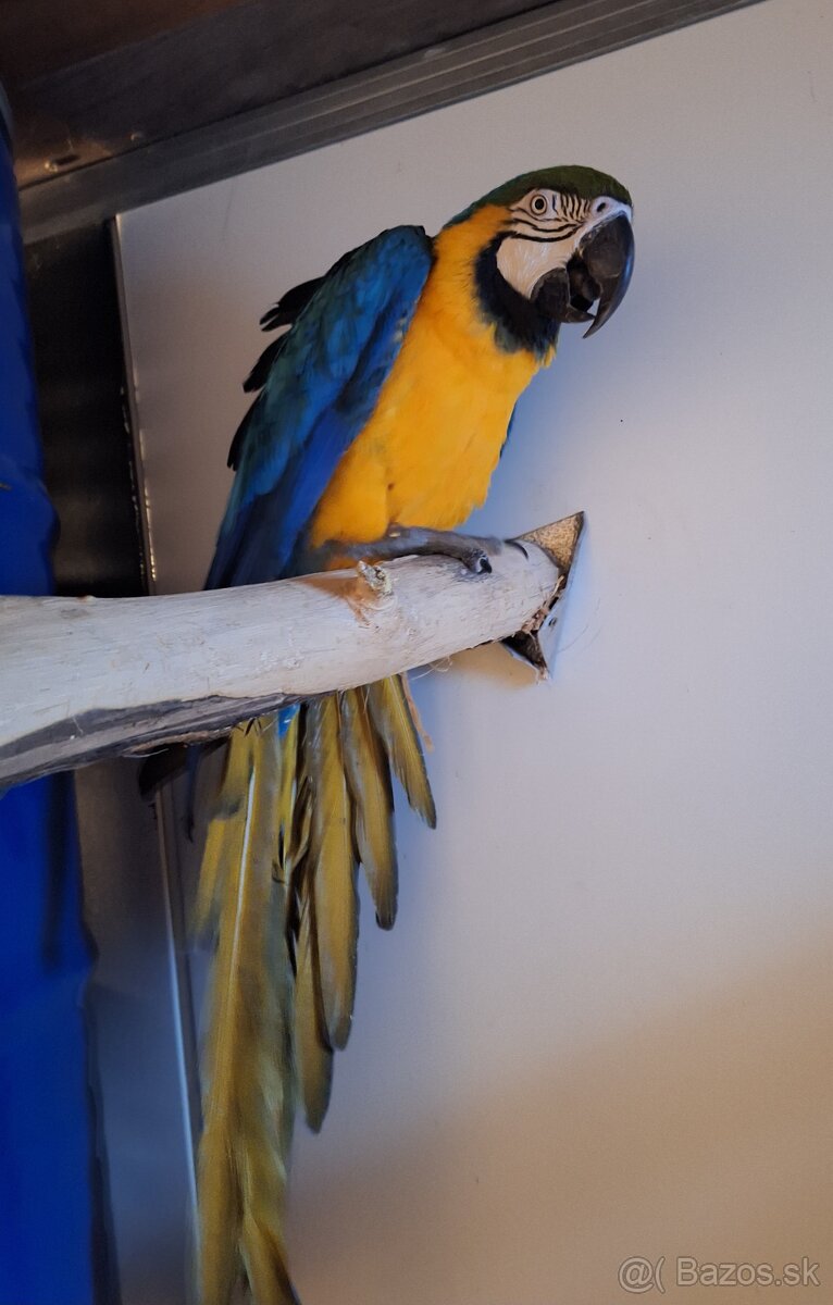 Ara Ararauna 1.0 - 2