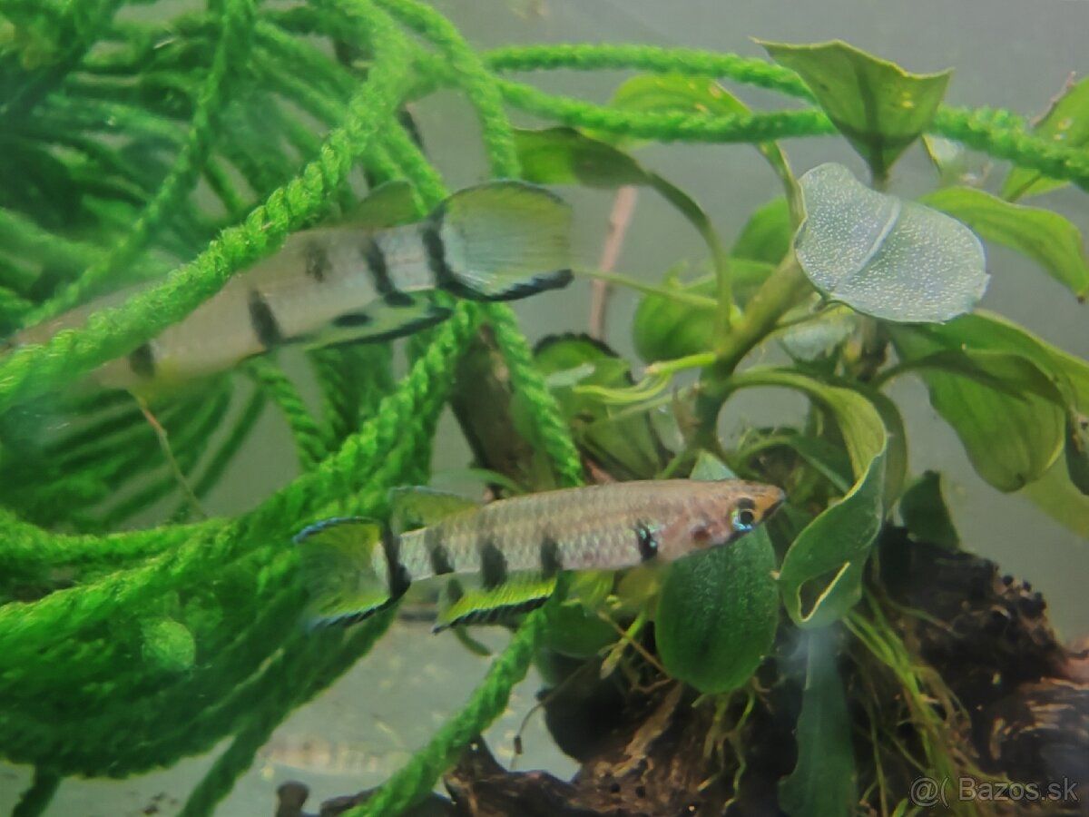 Epiplatys dageti vlastný odchov - 2