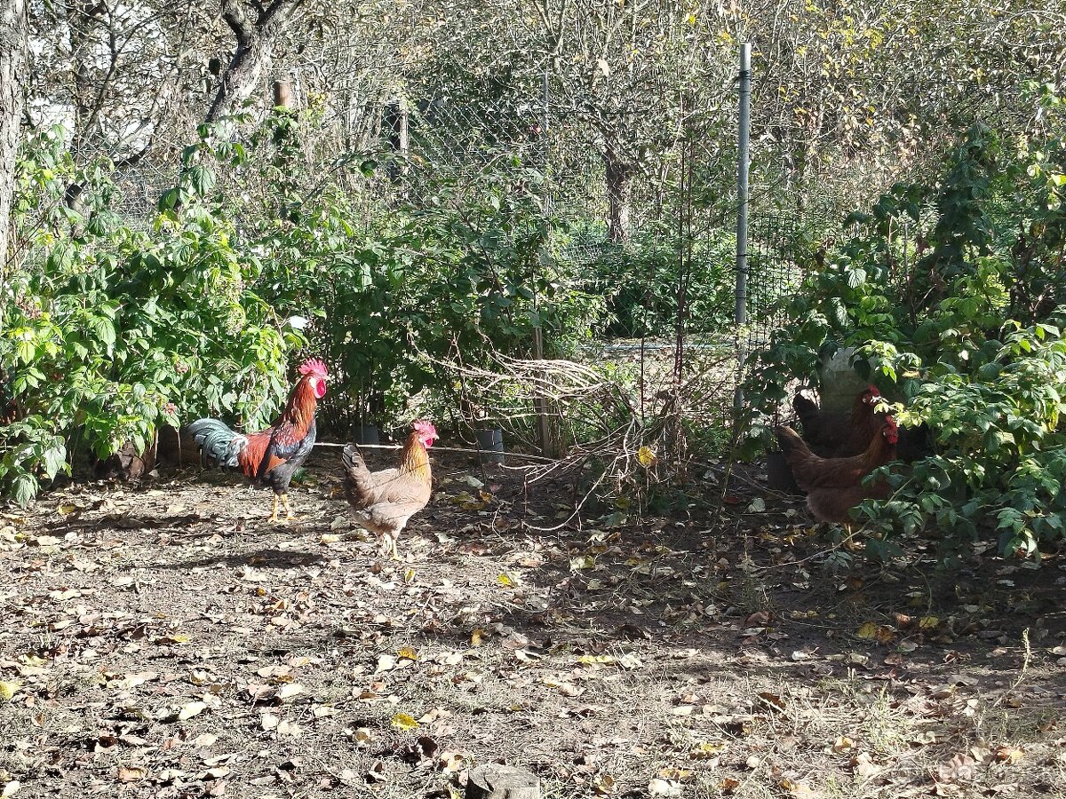 Nasadove vajíčka vlaška jarabičia - 2