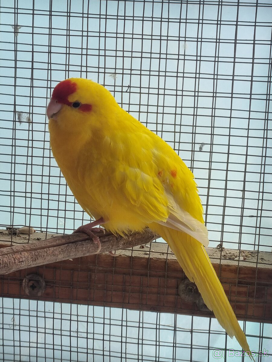 Kakariky - 2