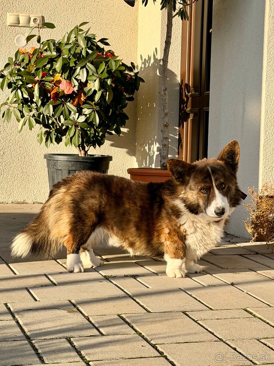Šarmantný Welsh Corgi Cardigan – Roy - 2