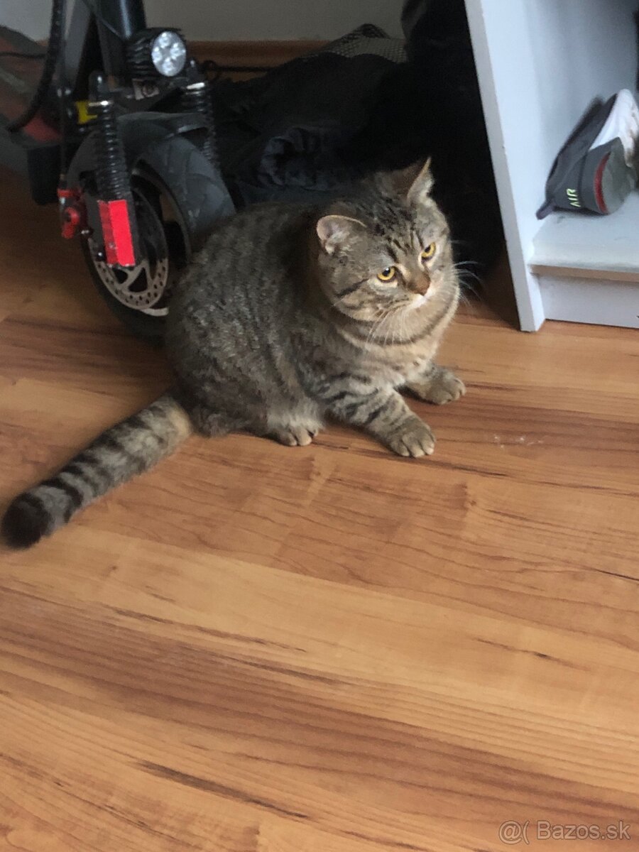 Britská mačka (Brown Tabby) - 2