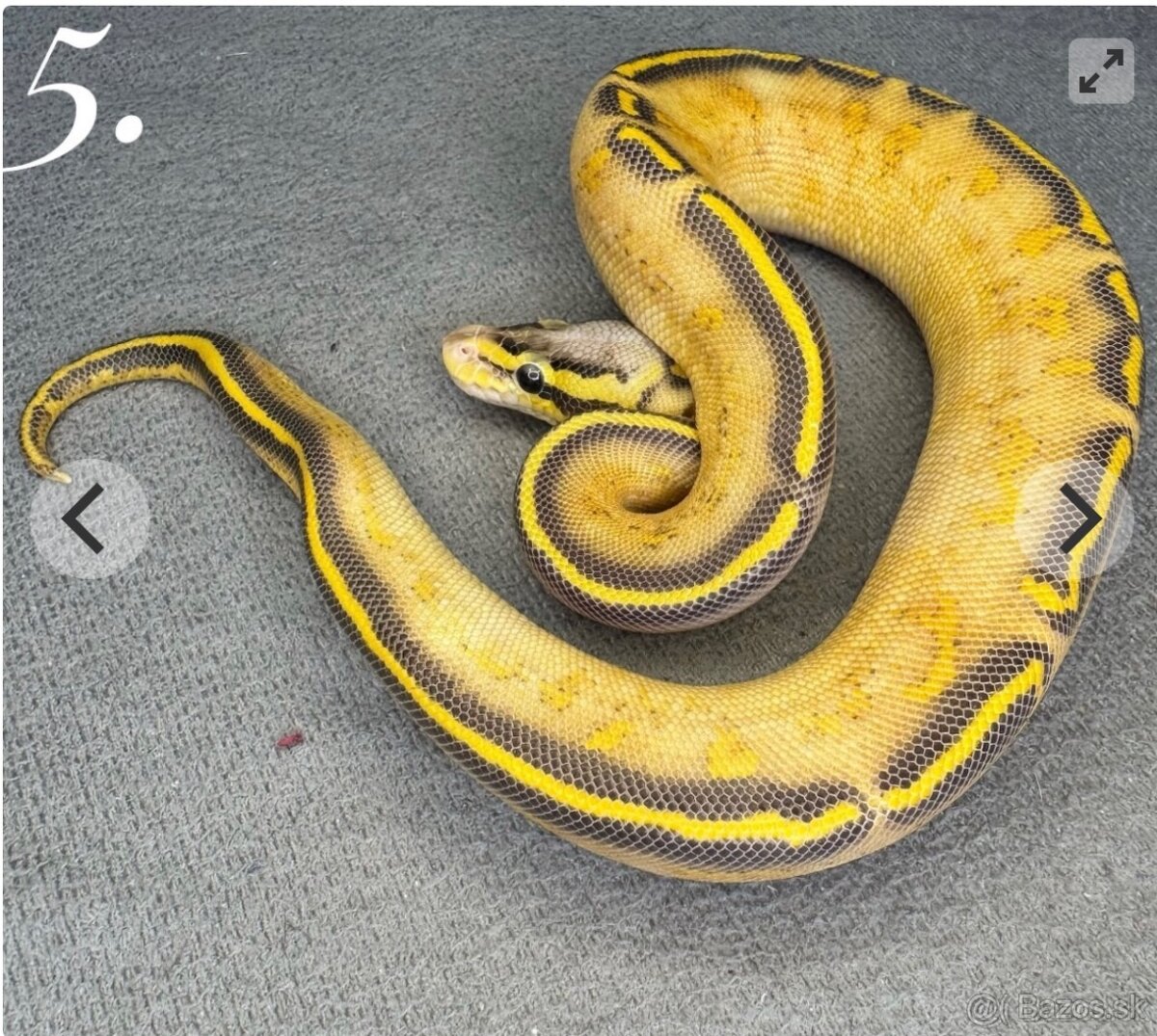 Predam krasne mladata P.regius vlastny odchov - 2