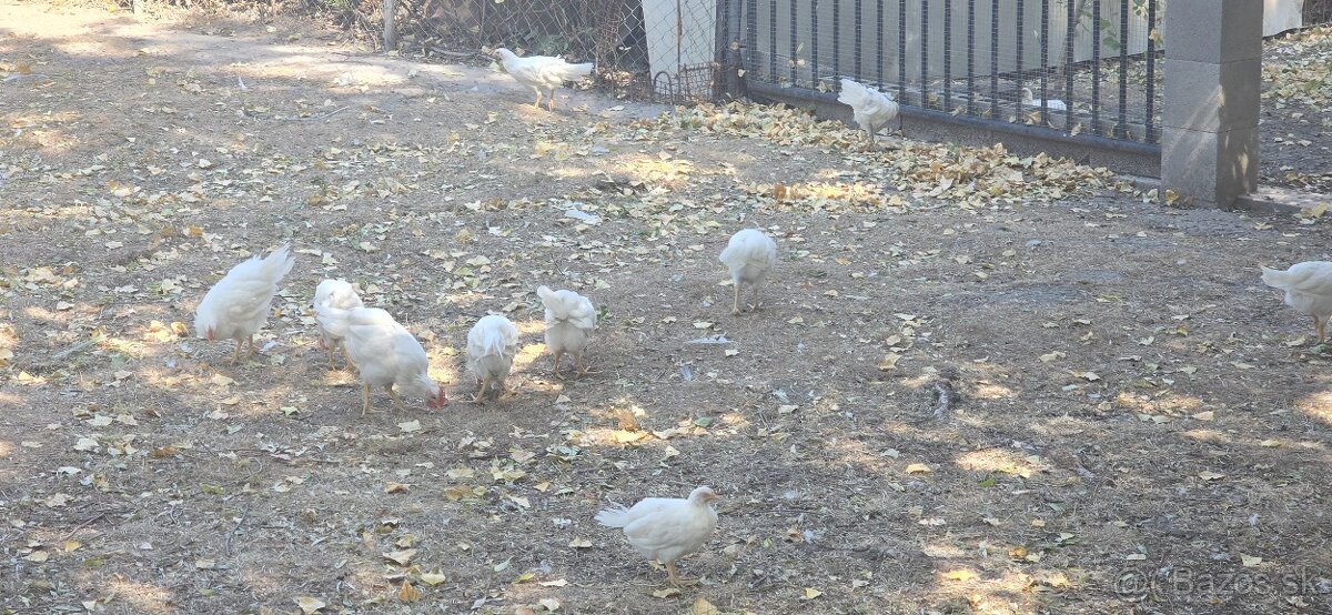 Leghorn - 2
