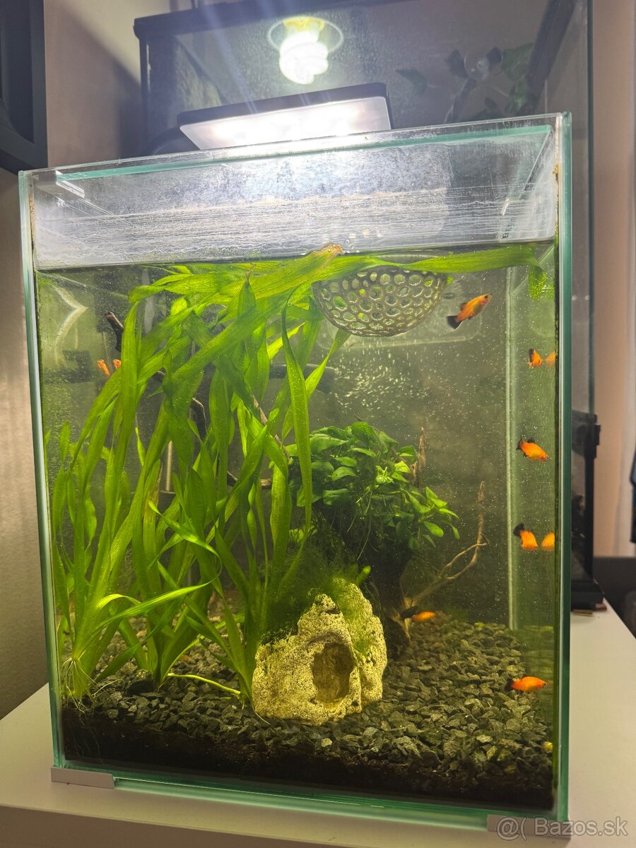 Zabehnuté aqarium - 2