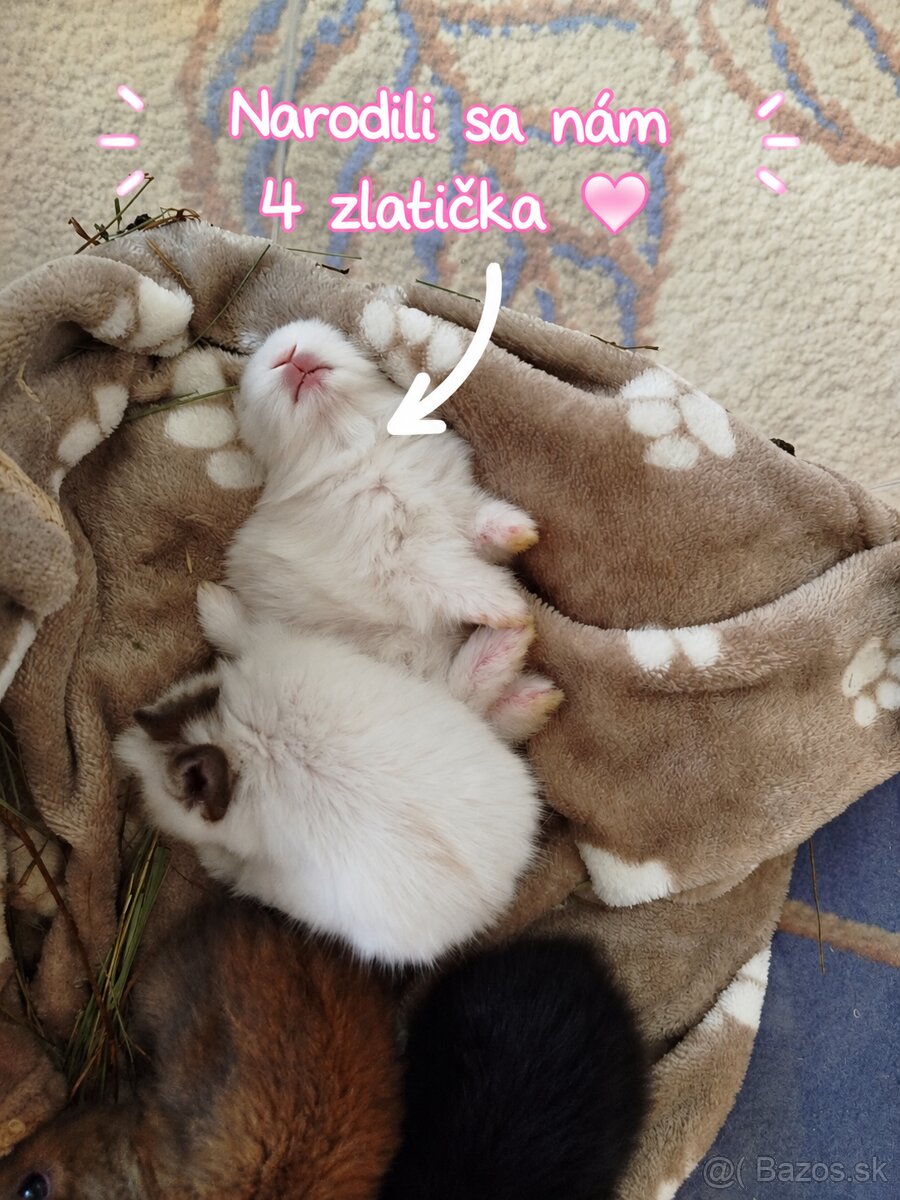 Predám zakrslych zajačikov. - 2
