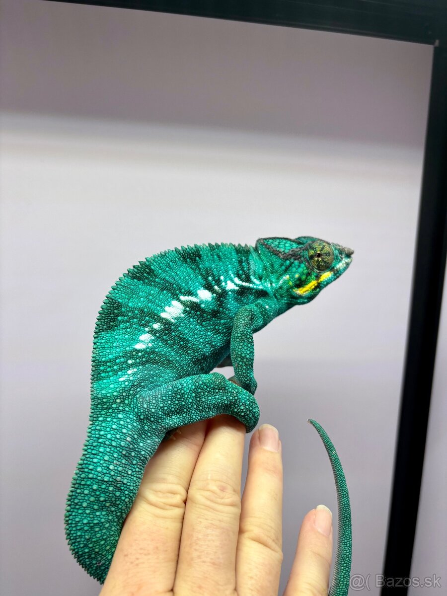 PŘIJÍMÁM REZERVACE NA MLÁĎATA CHAMELEONŮ 🩵 - 2