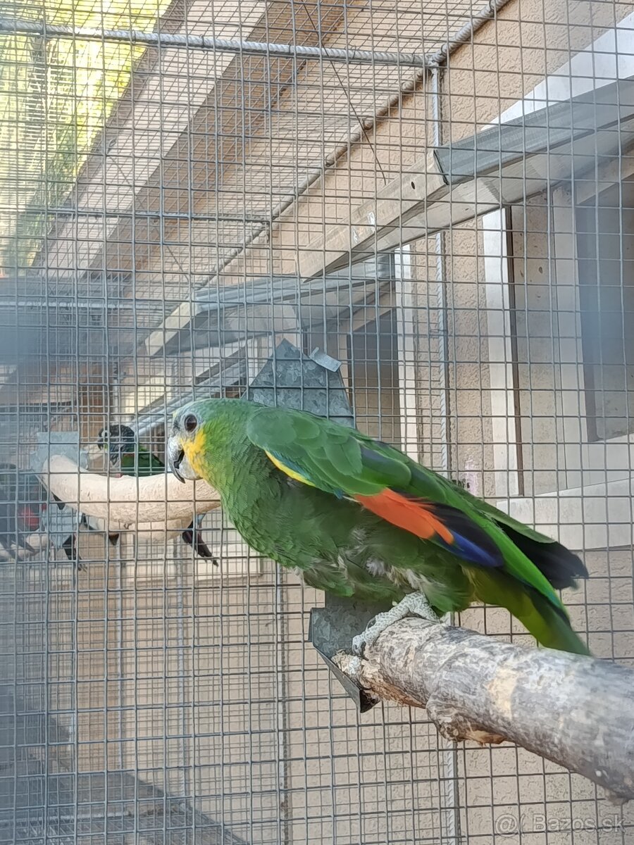 Amazonan - 2