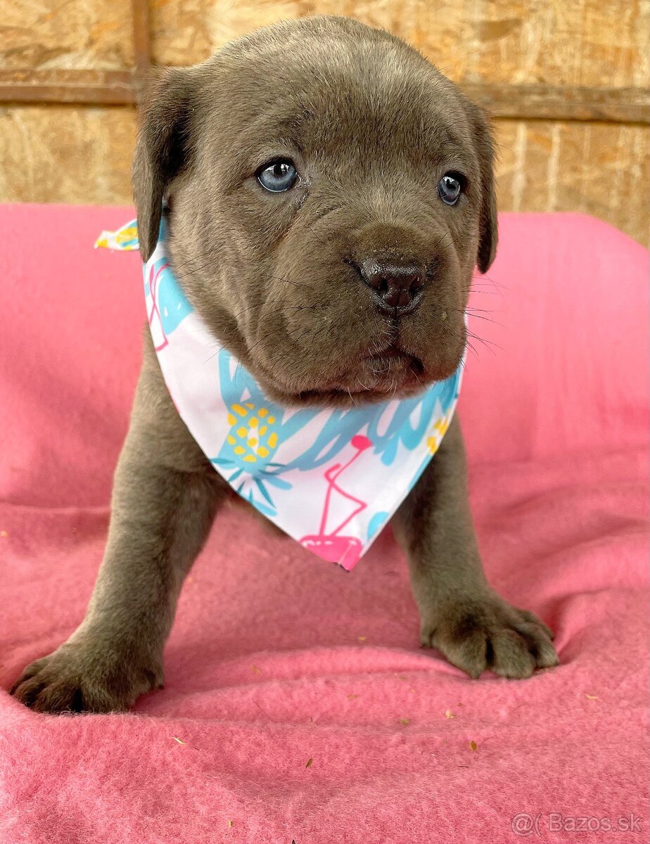 Cane corso šteniatka - 2