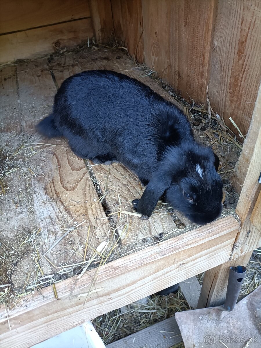 Zákrsly barancek - 2