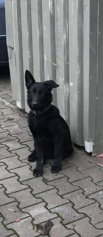 Nemecký ovčiak ok - 2