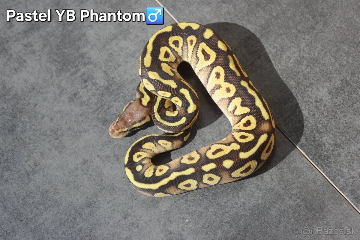 Pyton kráľovský / Python regius 7/2025 - 2