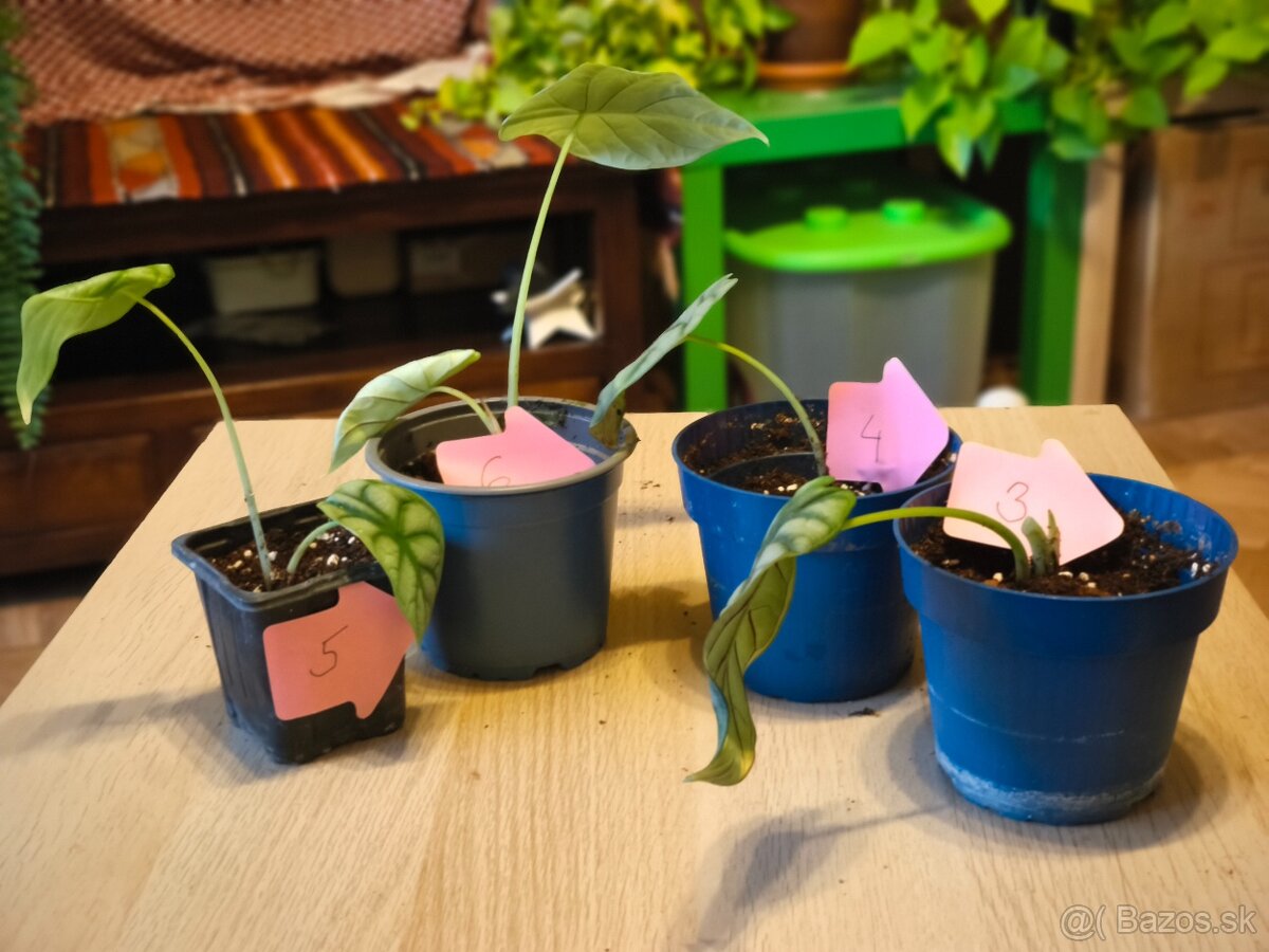 Alocasia silver dragon a Pilea - 2