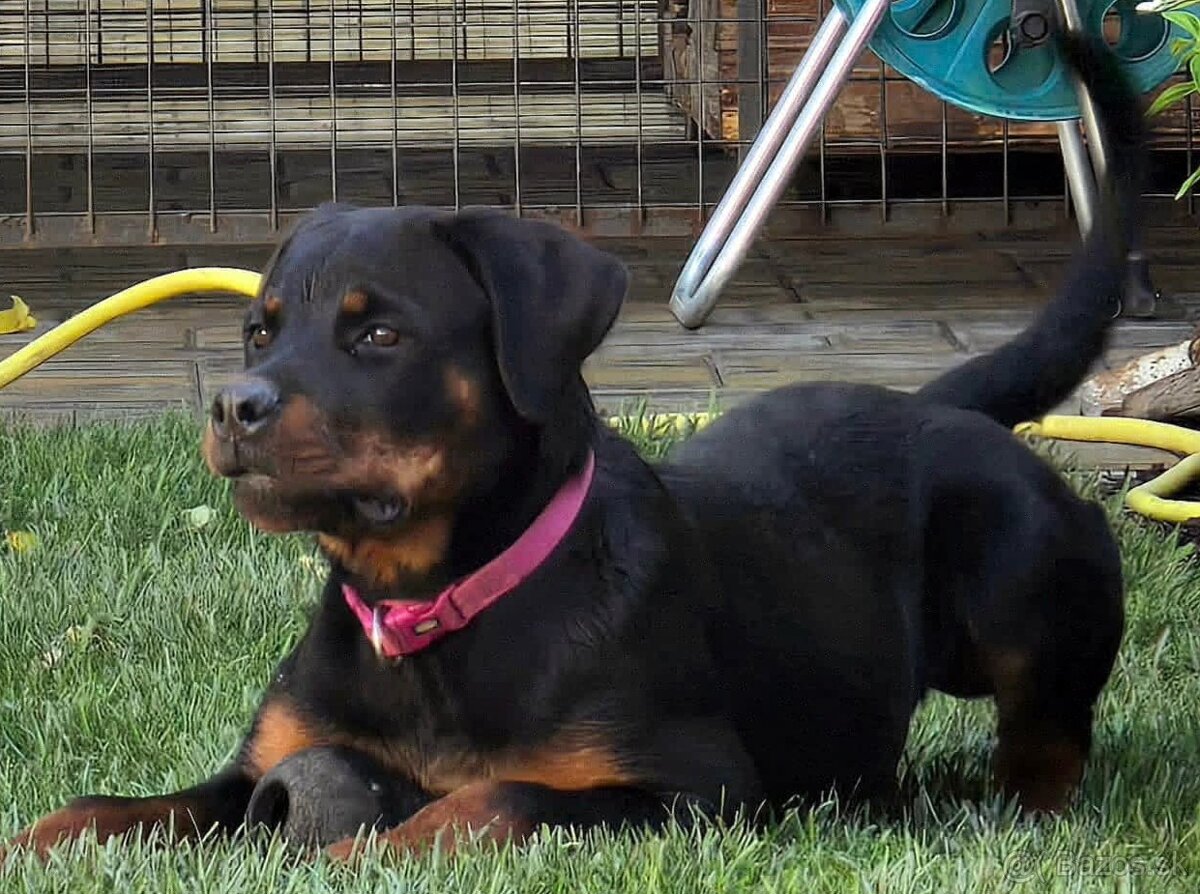 Rottweiler, rotvajler - 2