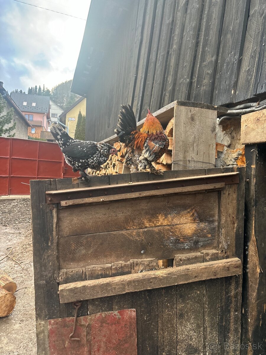 Predám sliepku s kohútom - 2