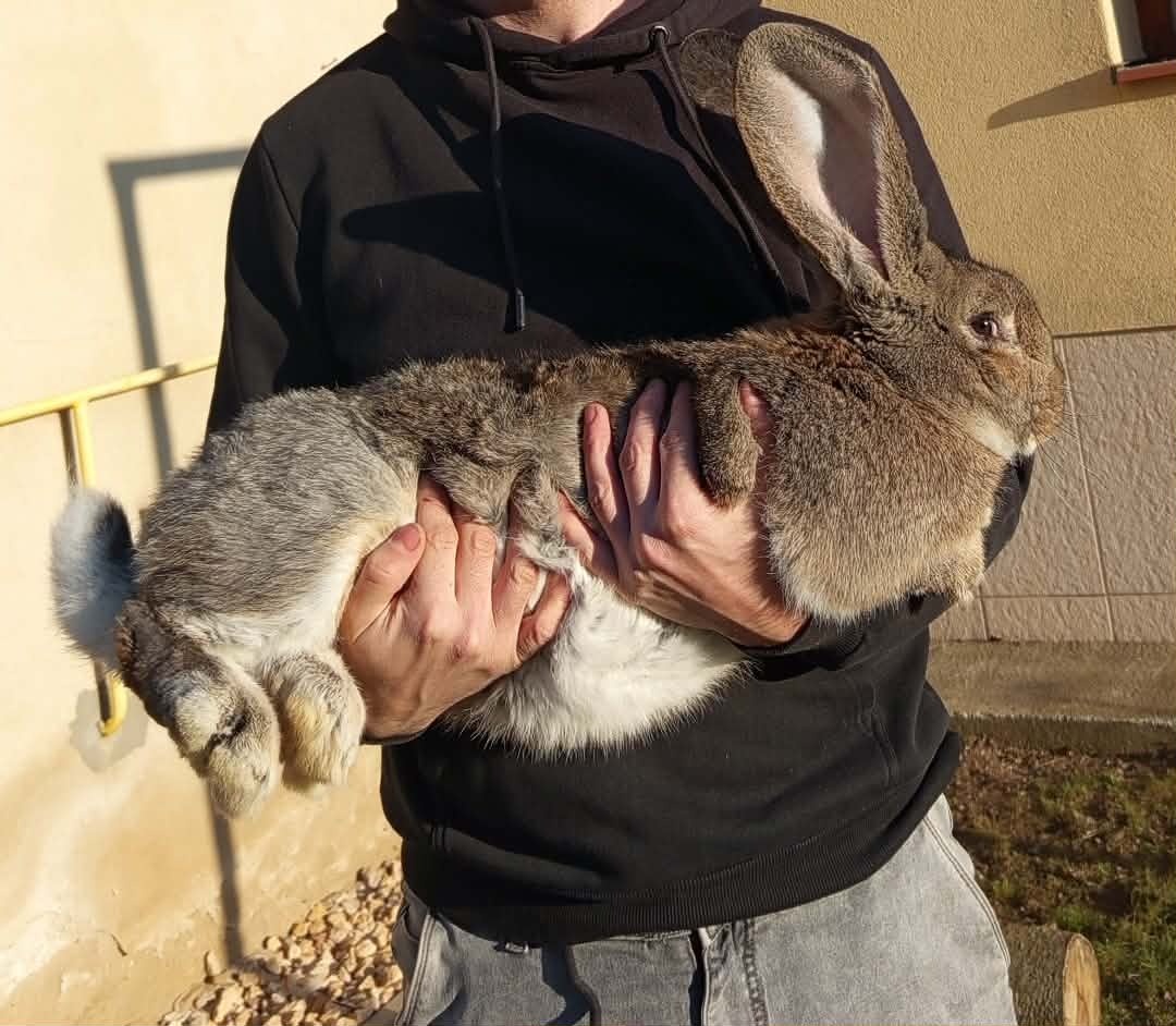 Belgický obor , Belga óriás nyúl - 2