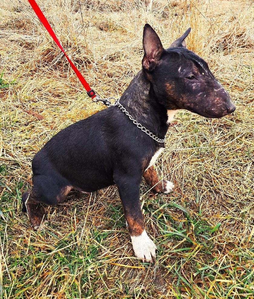 Miniatúrny bulteriér - 2