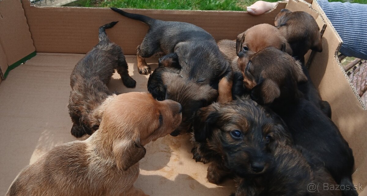 Jazvečik Predam šteniatka - 2