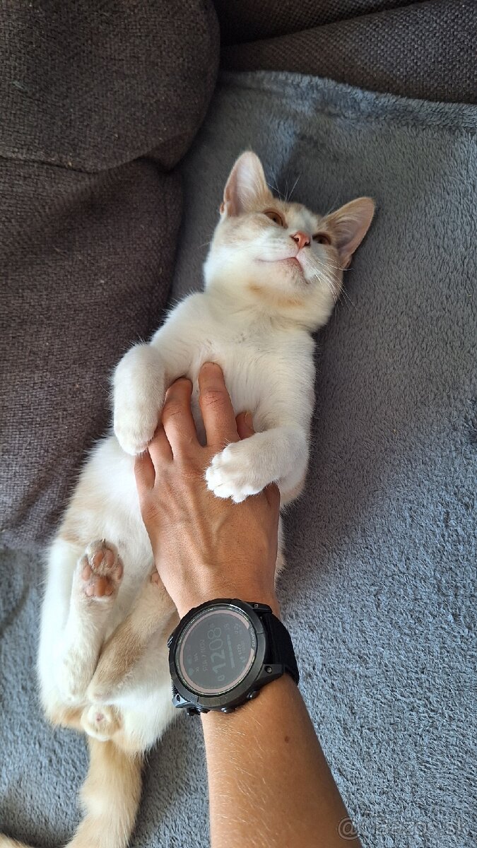 Darujem mačiatka - 2