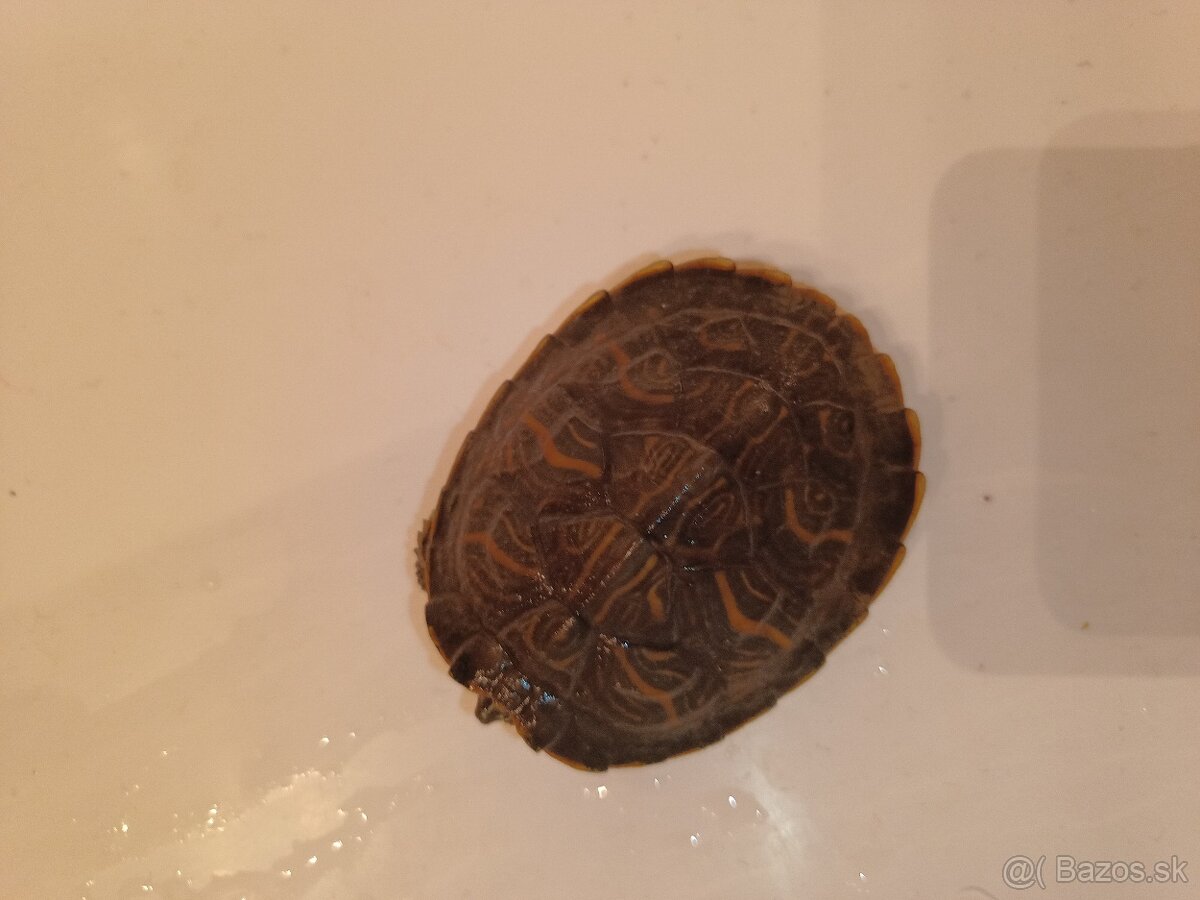 Korytnačka vodná - 2