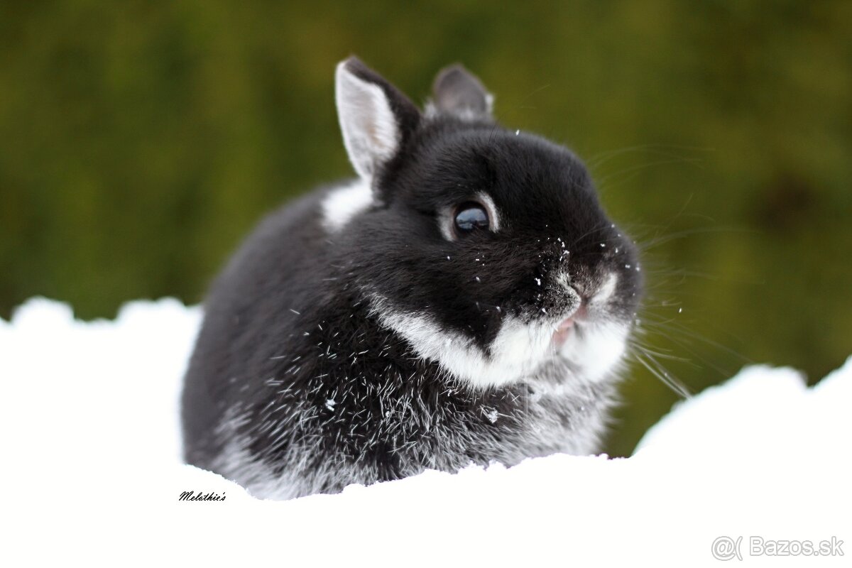 Zakrslý bielopesíkaty čierny - 2