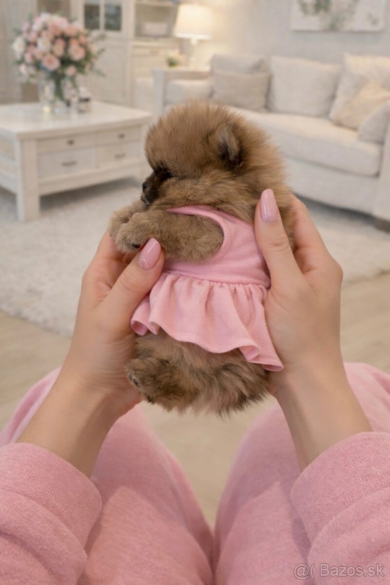 🎀 Pomeranian Luxurry 🎀 - 2