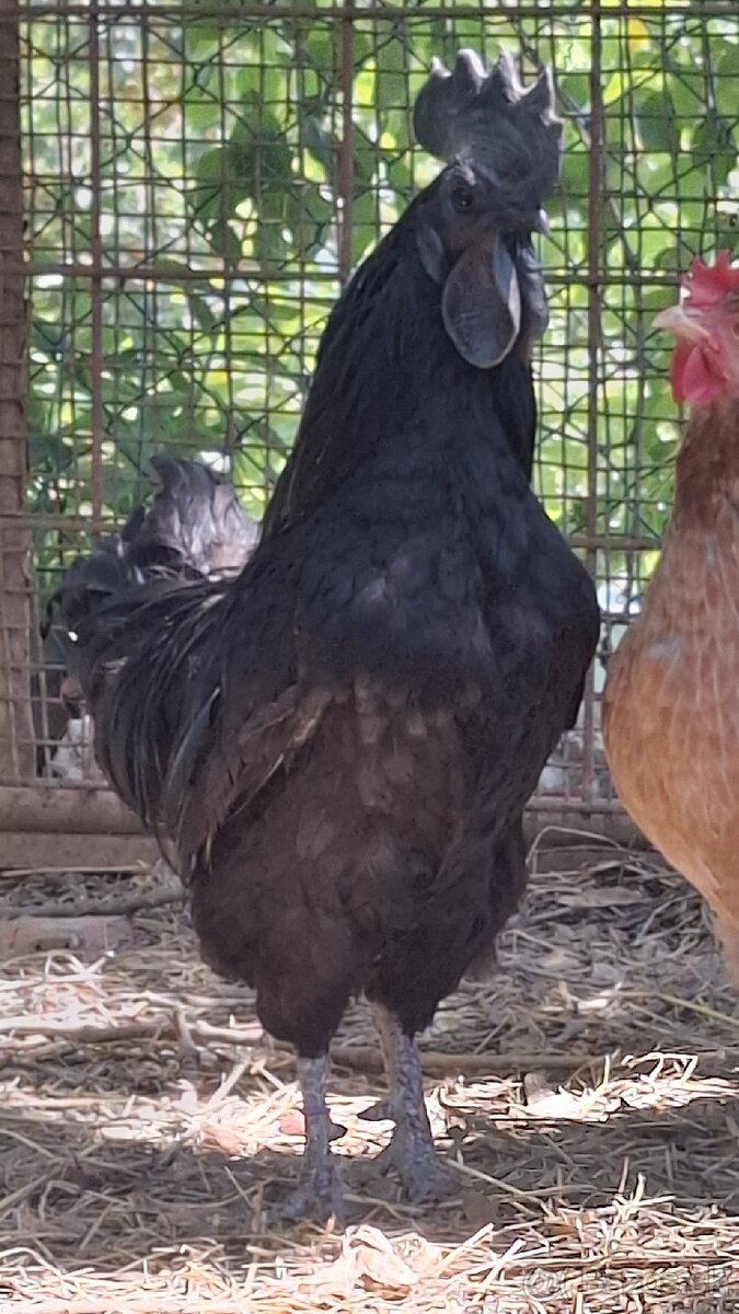 Ayam cemani - 2